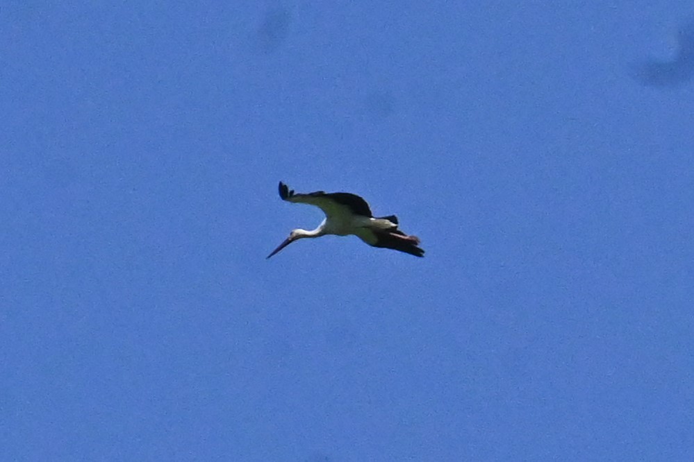 Oriental Stork - ML634920659