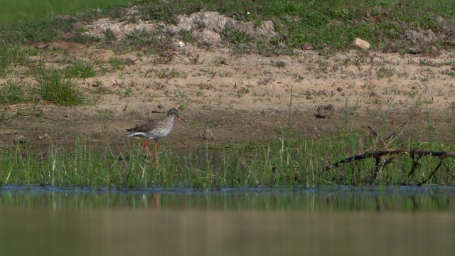 Common Redshank - ML634920816