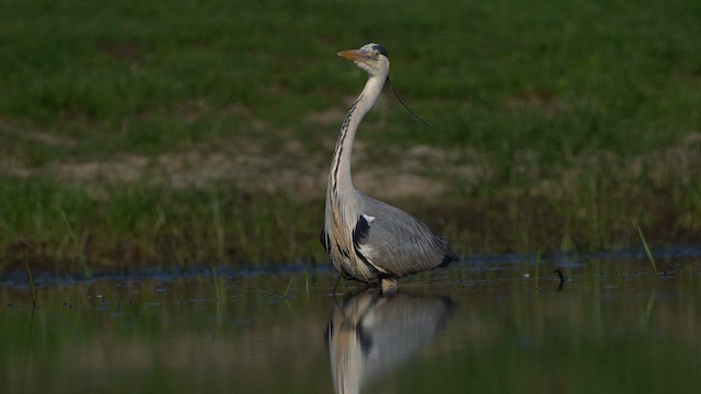 Хөх дэглий - ML634920831