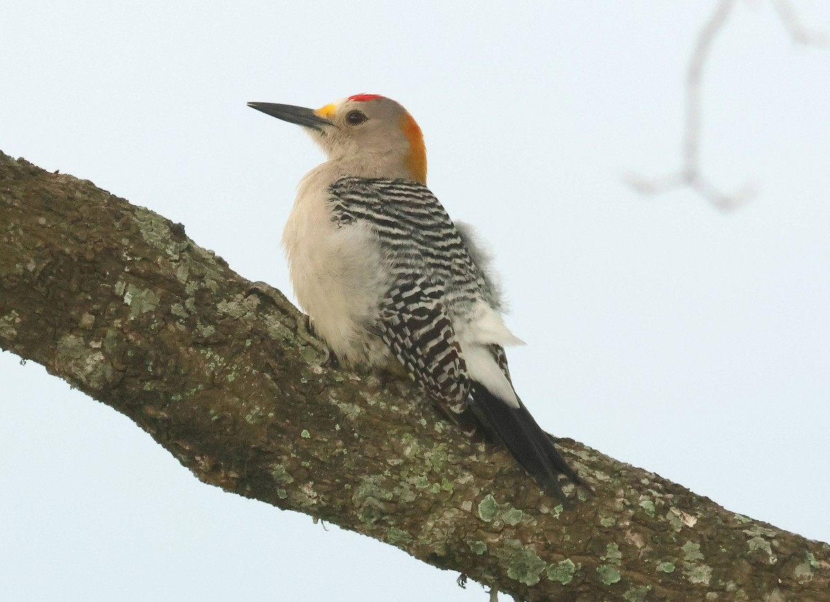 Golden-fronted Woodpecker - ML634920948