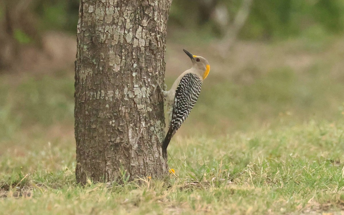 Golden-fronted Woodpecker - ML634920949