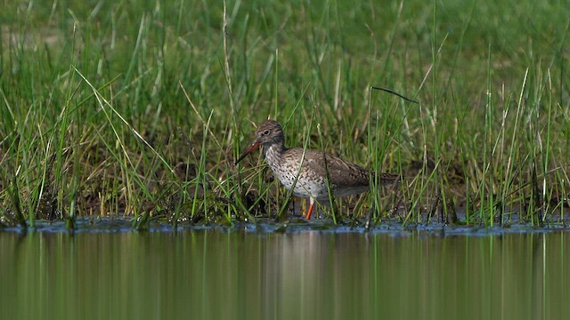 Common Redshank - ML634920951