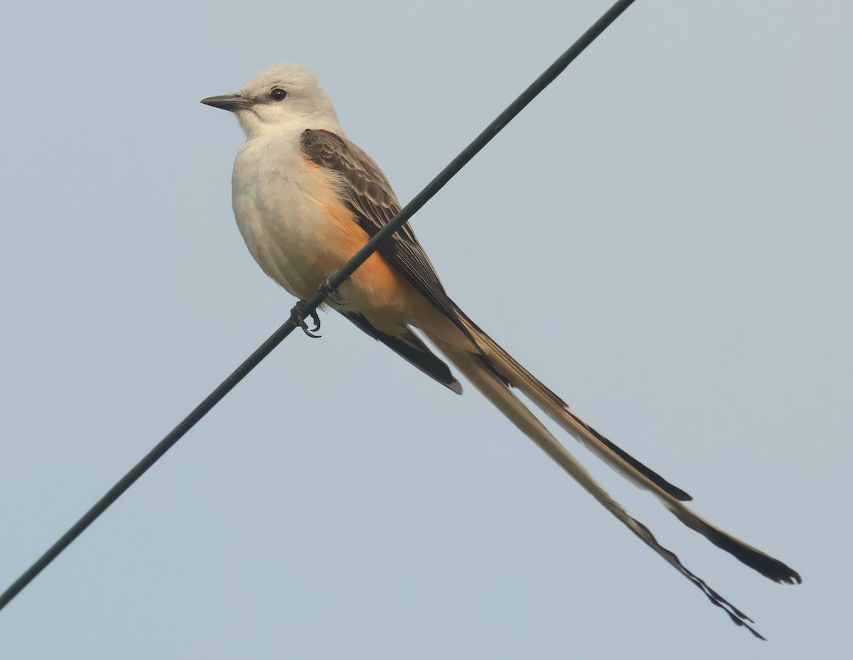 Scissor-tailed Flycatcher - ML634920952