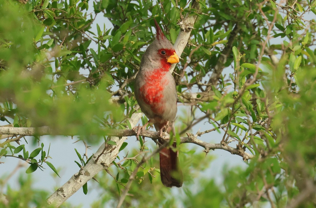 Pyrrhuloxia - ML634920956