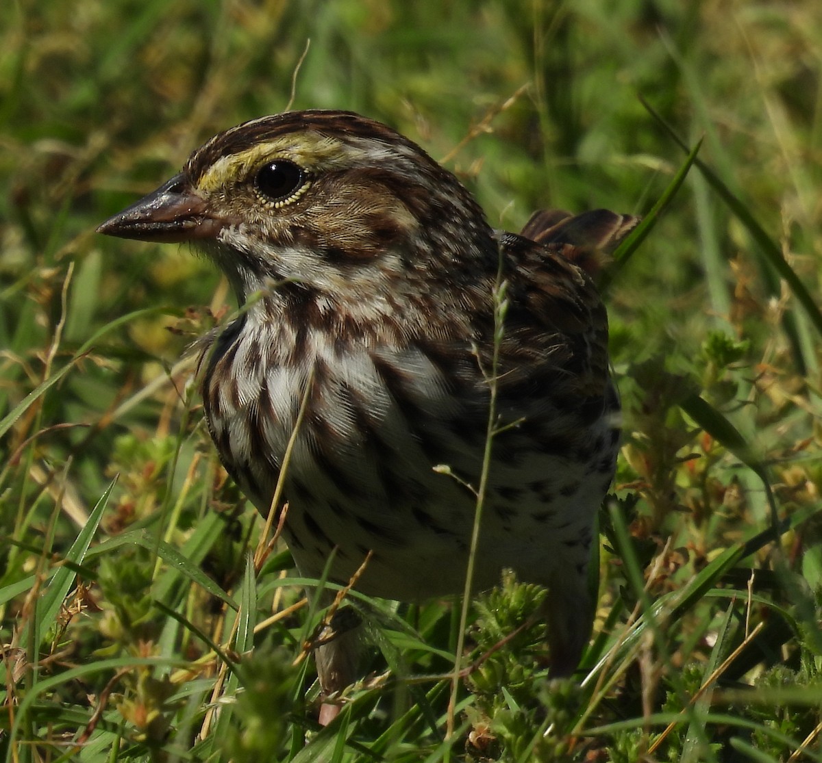 Savannah Sparrow - ML634921094