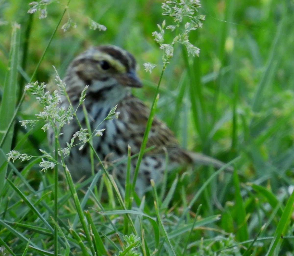 Savannah Sparrow - ML634921096