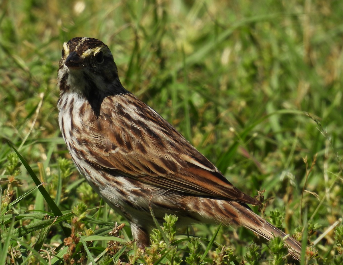 Savannah Sparrow - ML634921098