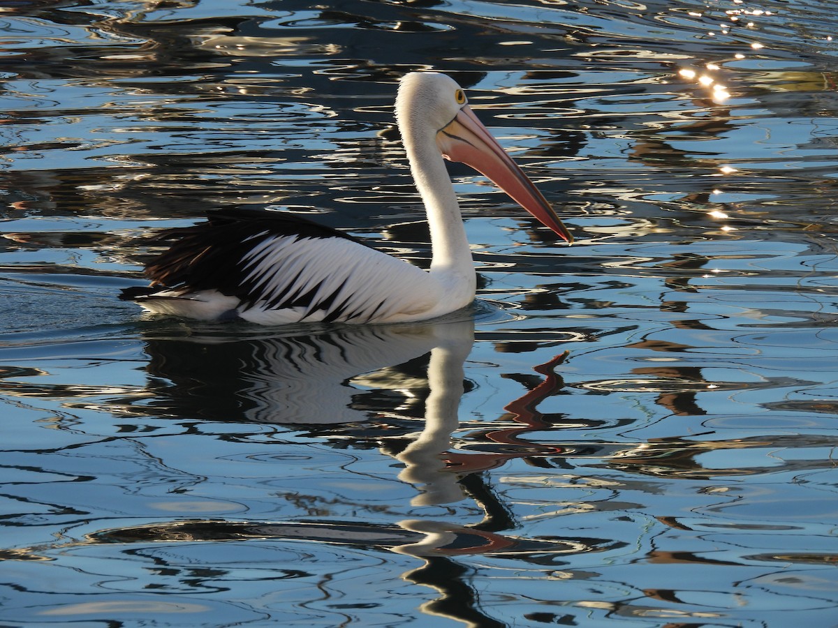 pelikán australský - ML634921133