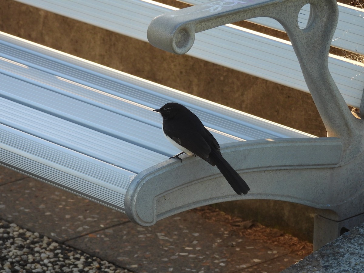 Willie-wagtail - ML634921145