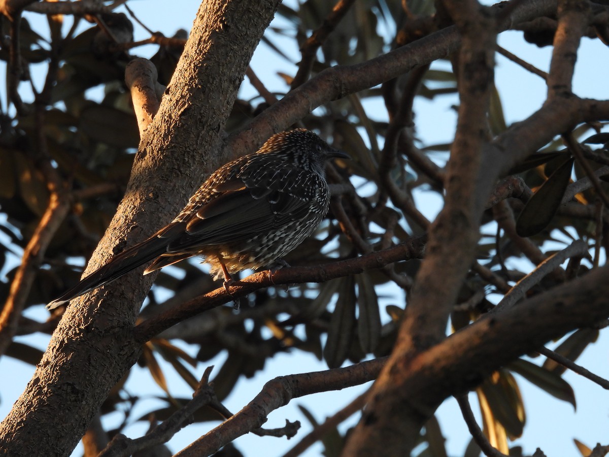 Little Wattlebird - ML634921162