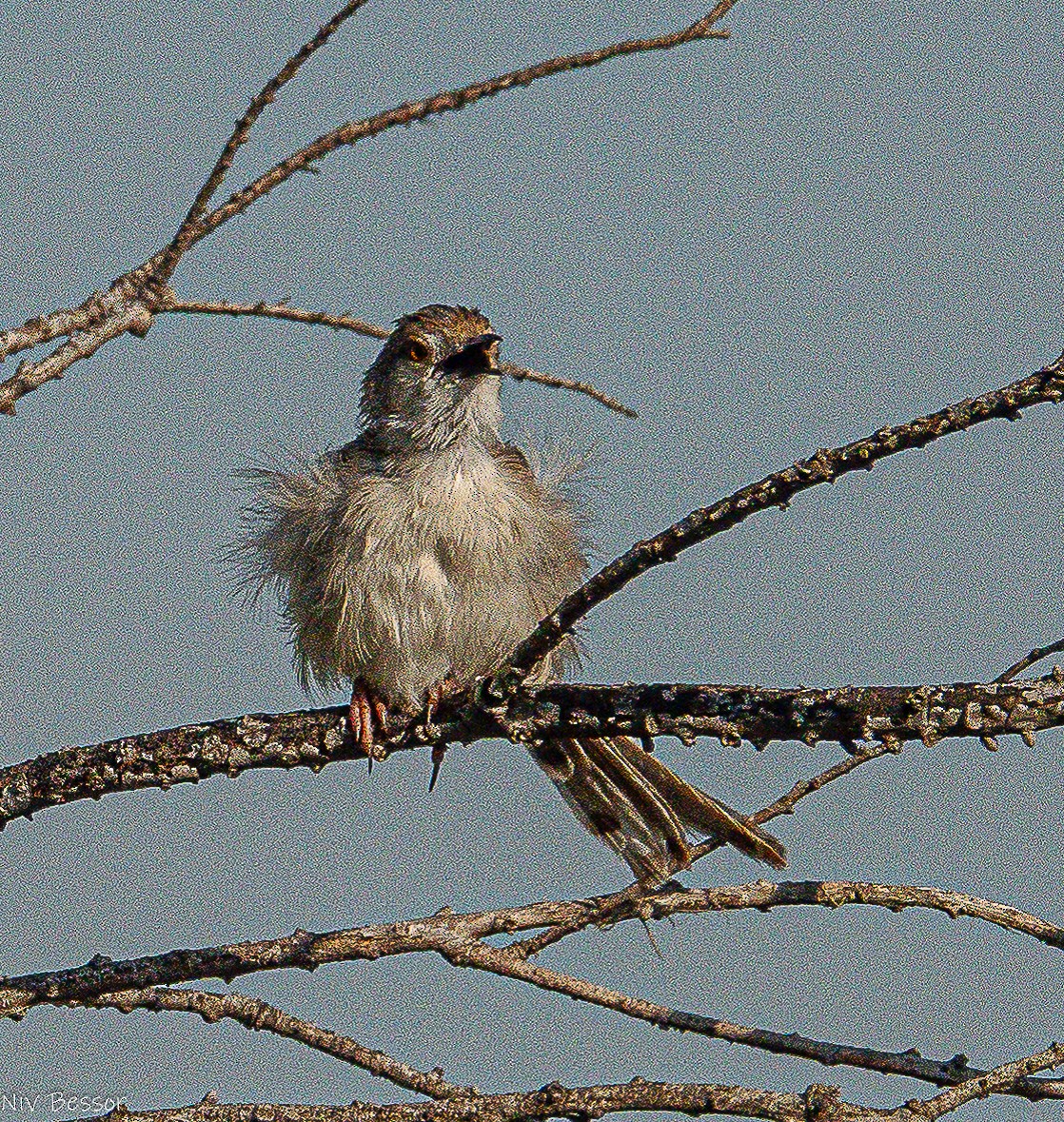 Prinia gracile - ML634921228