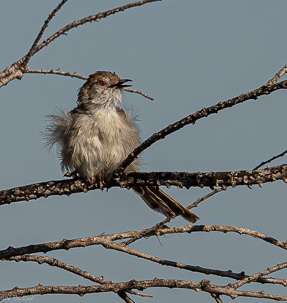 Prinia gracile - ML634921232