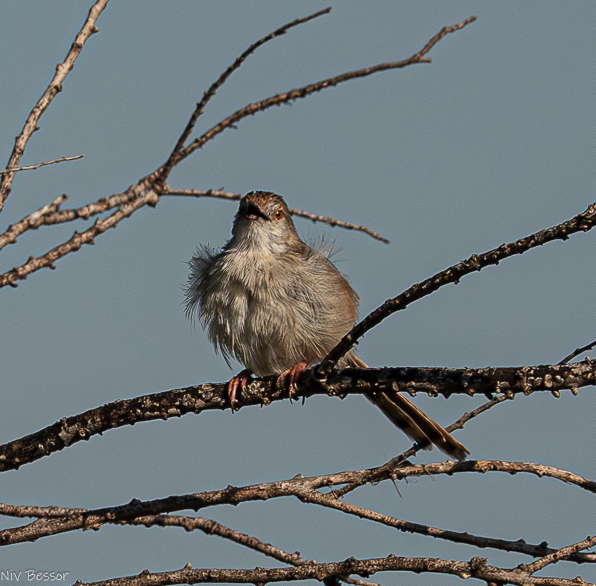 Prinia gracile - ML634921233