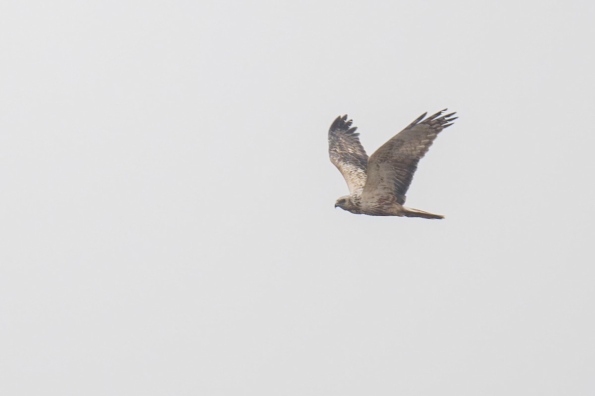 Eastern Marsh Harrier - ML634921387