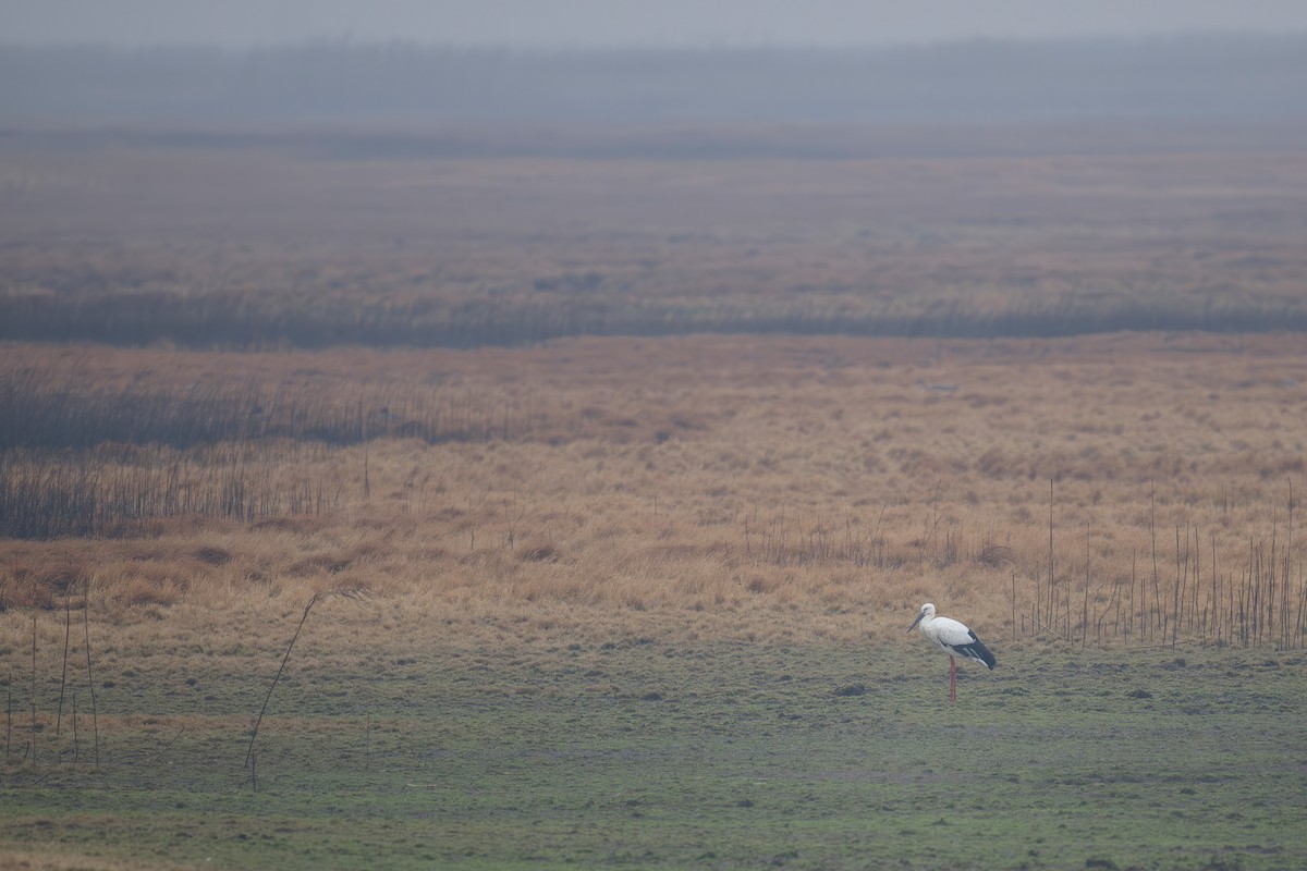 Oriental Stork - ML634921392