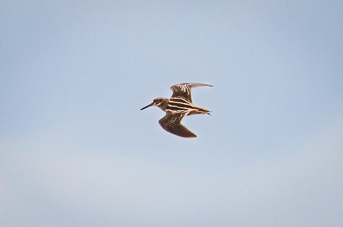 Jack Snipe - ML634921440