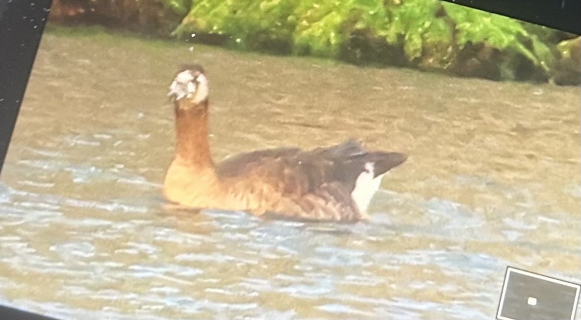Graylag x Canada Goose (hybrid) - ML634921470