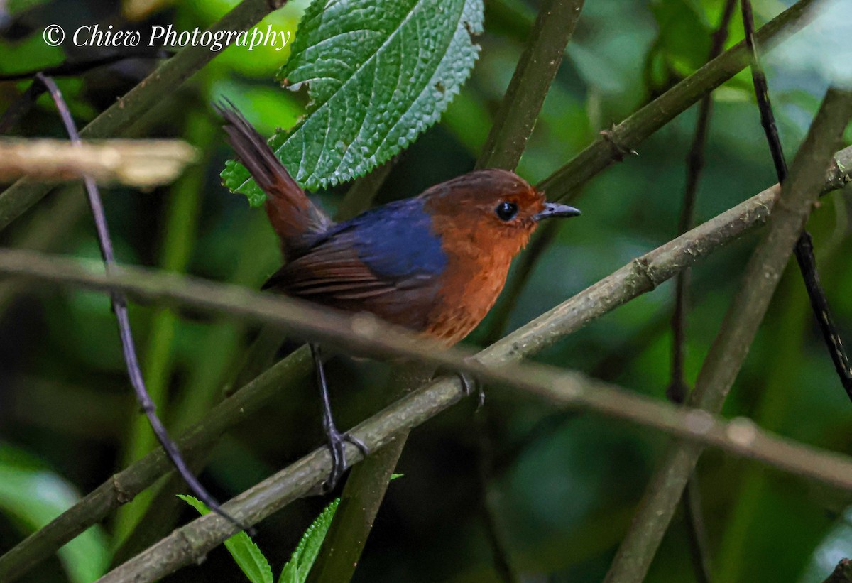Bornean Shortwing - ML634921712