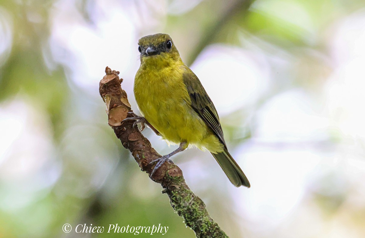 Bornean Whistler - ML634921849