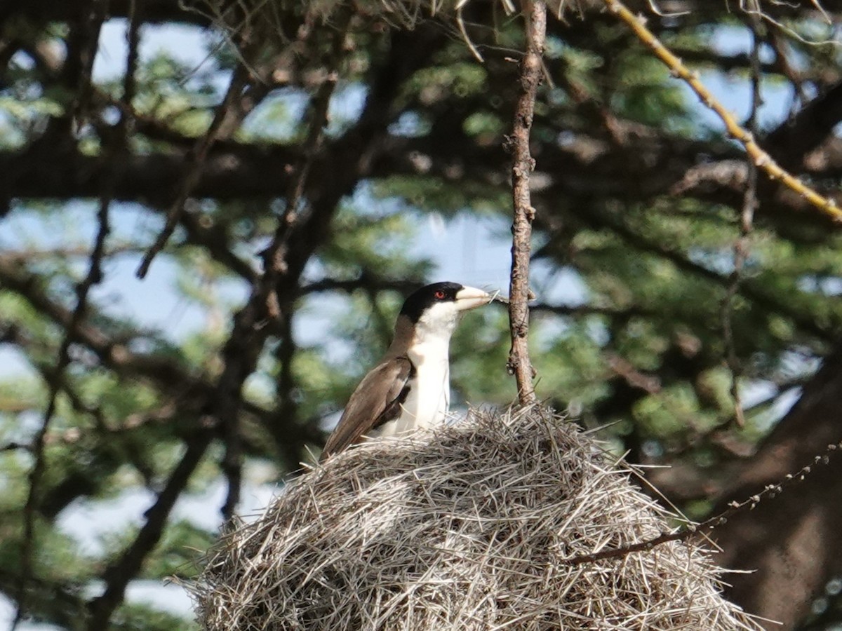 Black-capped Social-Weaver - ML634922069