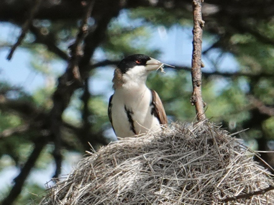 Black-capped Social-Weaver - ML634922074