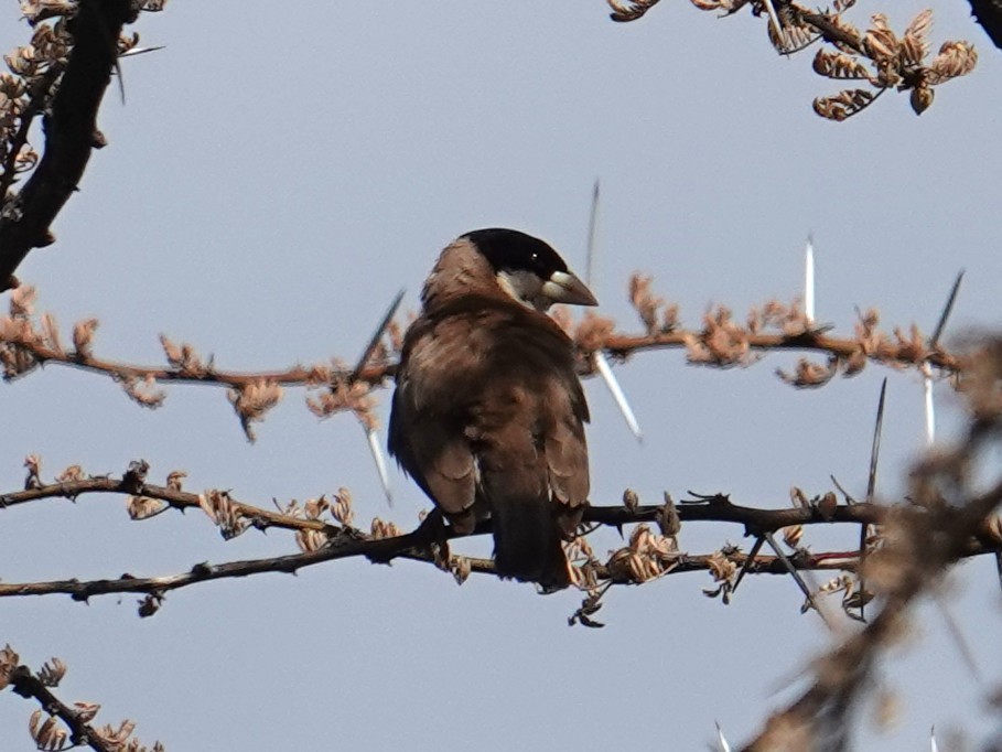 Black-capped Social-Weaver - ML634922078