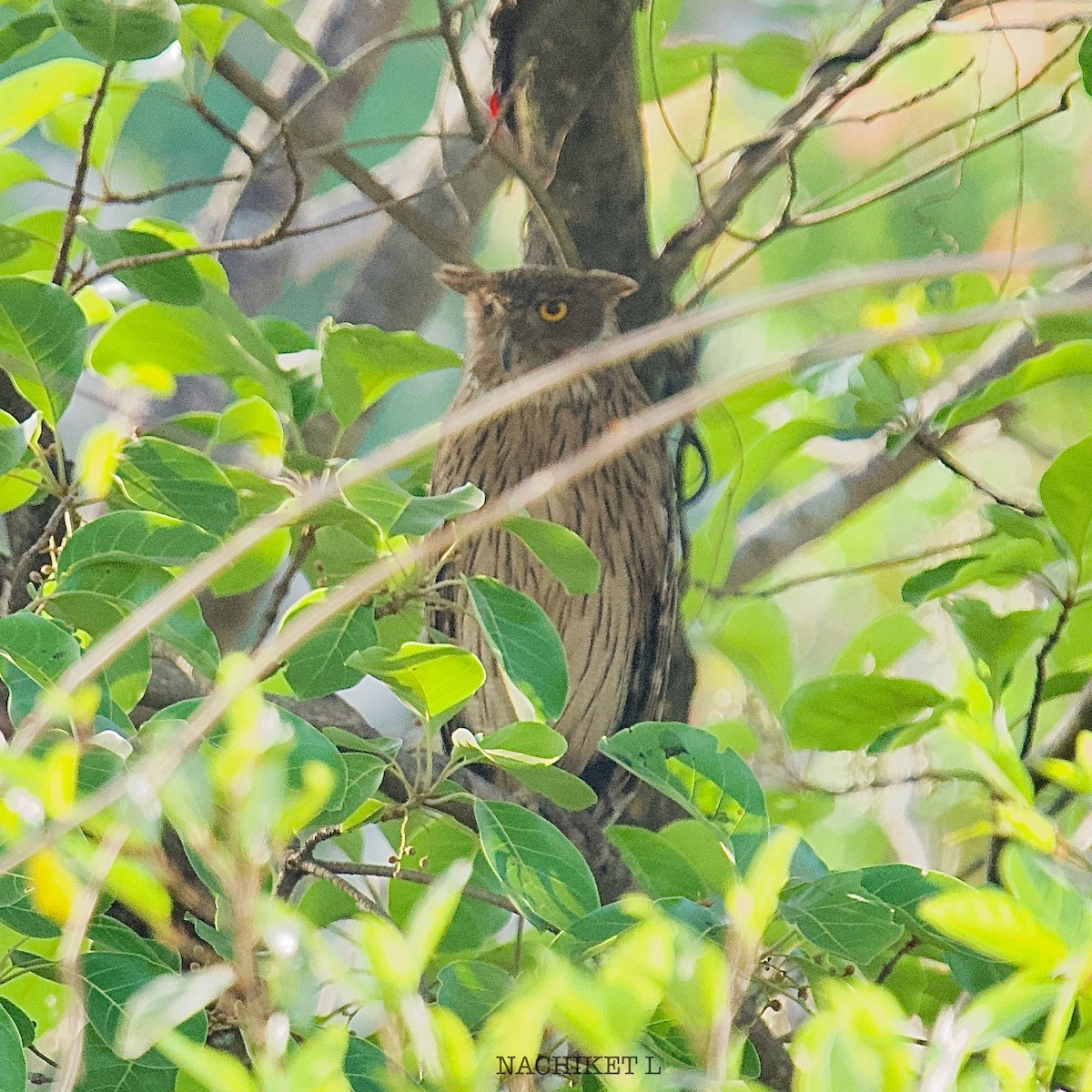 Brown Fish-Owl - ML634922182