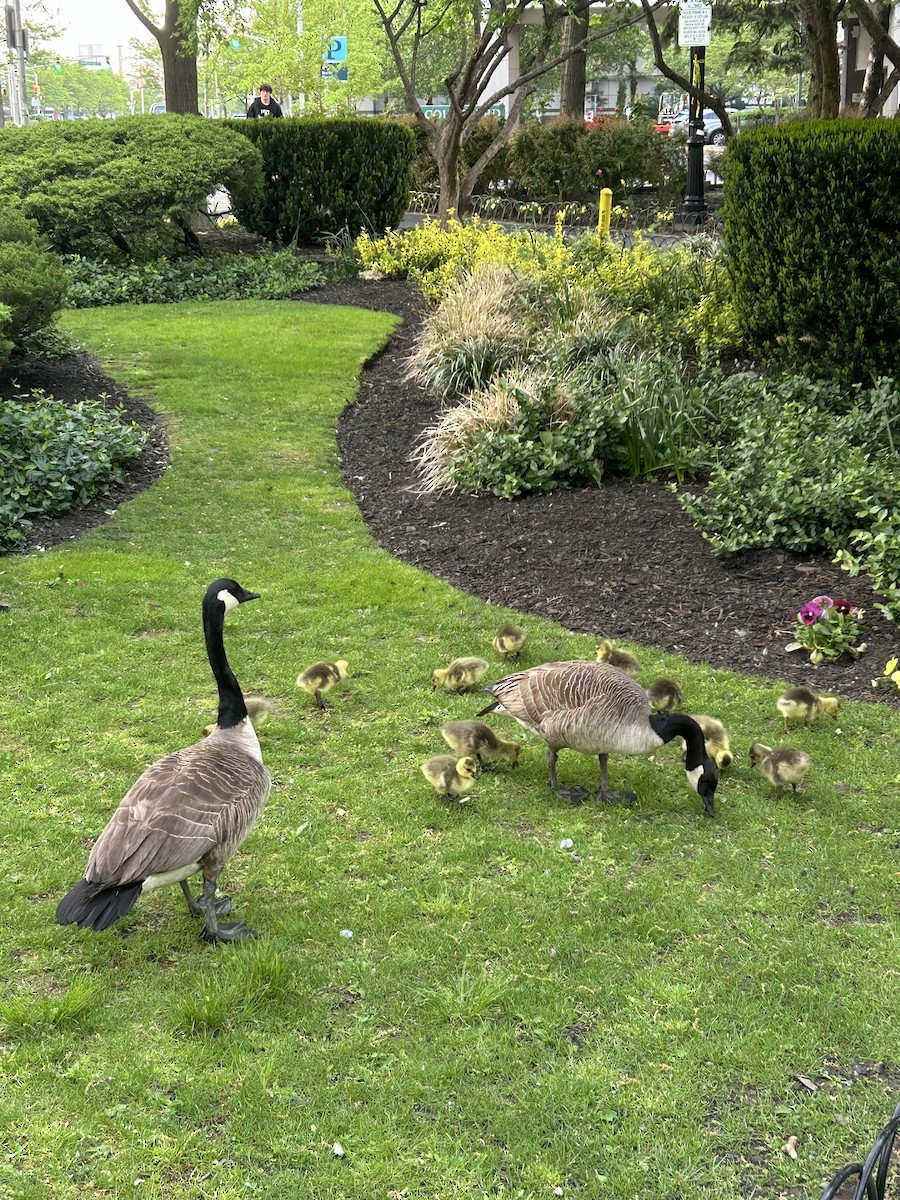 Canada Goose - ML634922268