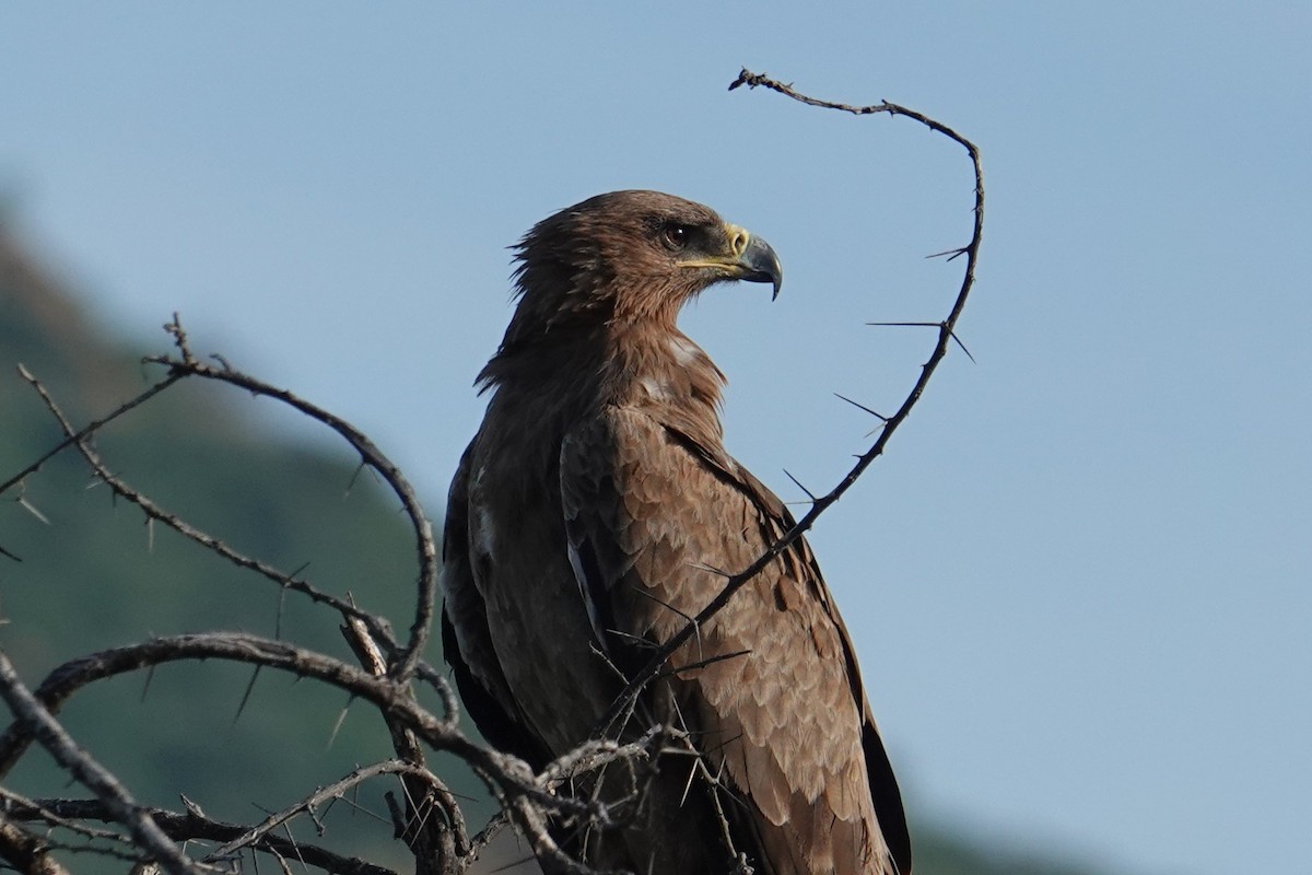 Tawny Eagle - ML634922331