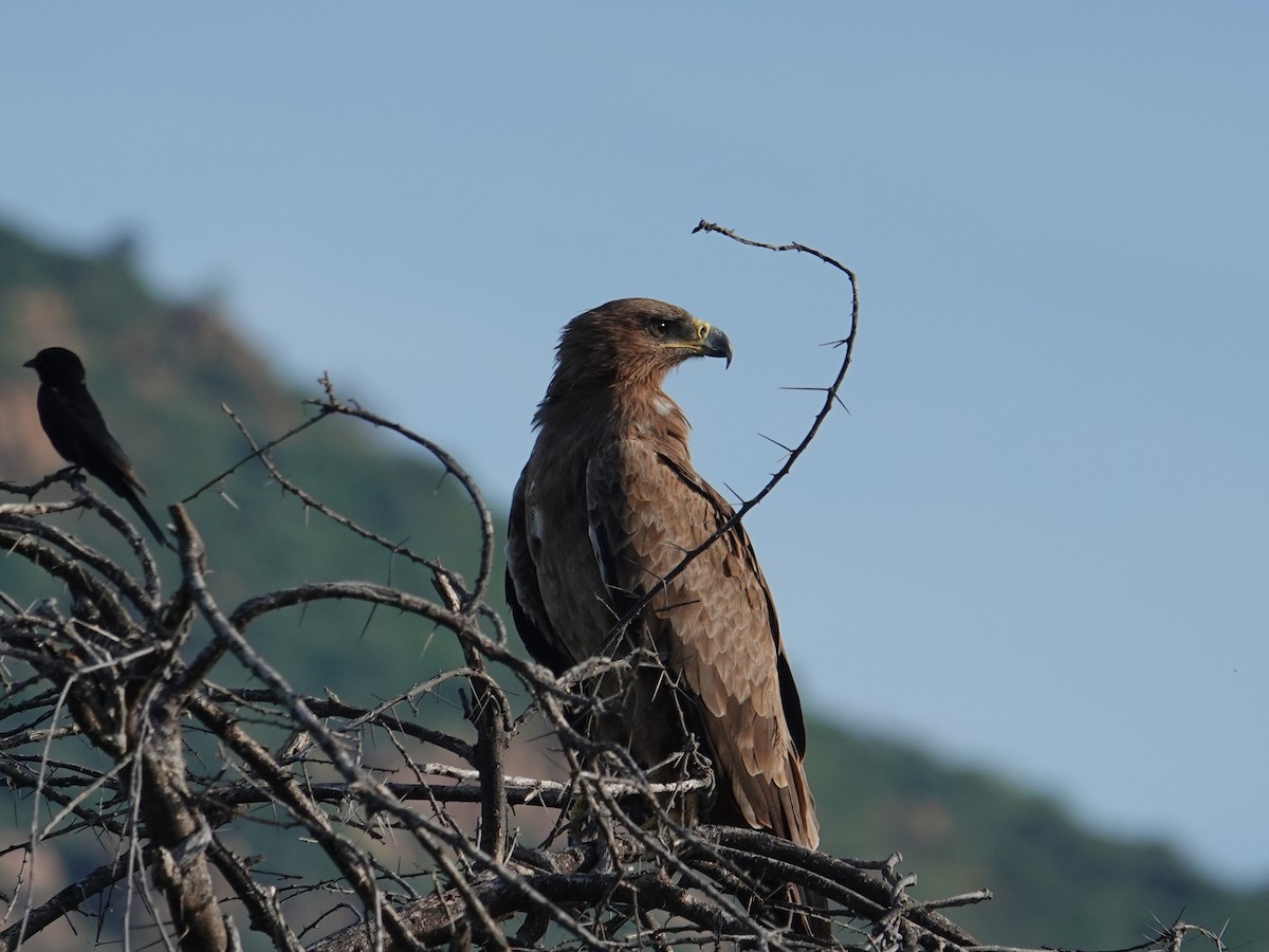 Tawny Eagle - ML634922333
