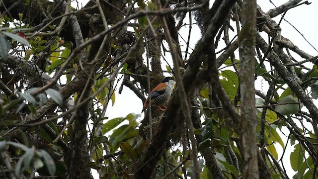 Himalayan Cutia - ML634922341