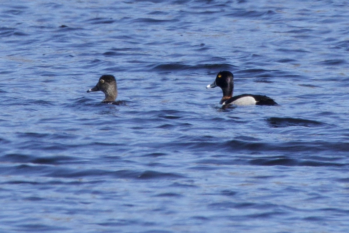Ring-necked Duck - ML634922356