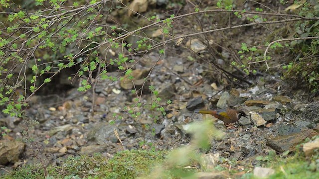 Black-faced Laughingthrush - ML634922360