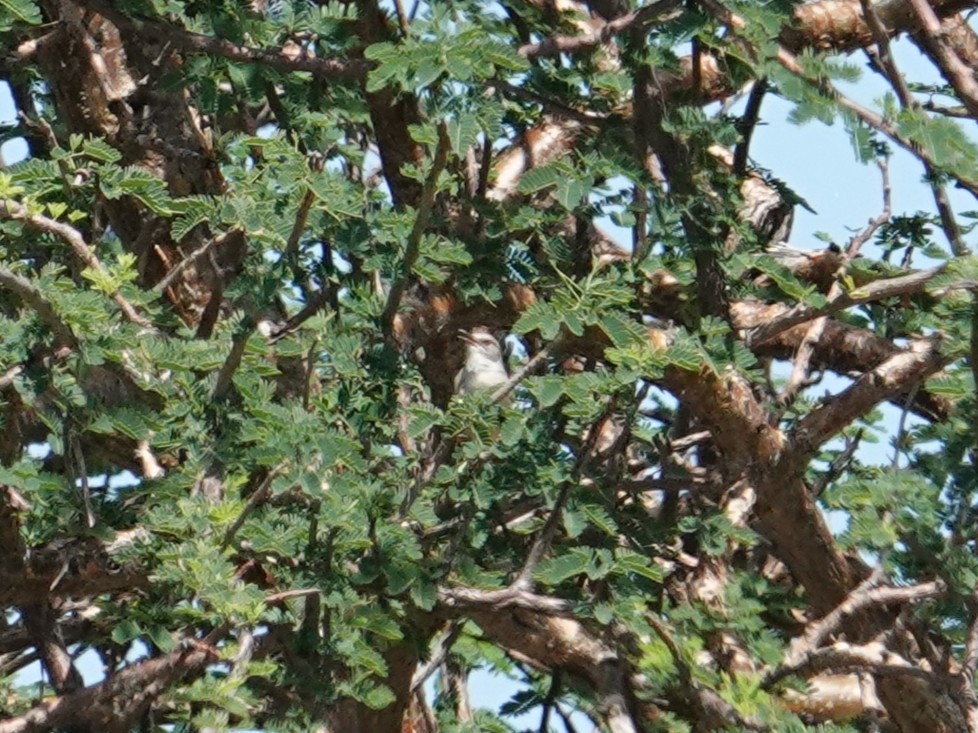 Somali Crombec - ML634922384