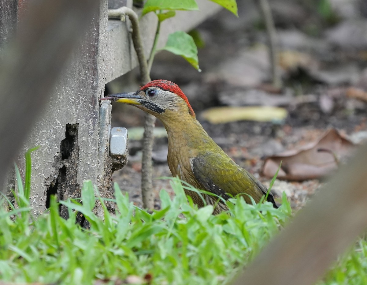 Laced Woodpecker - ML634922396