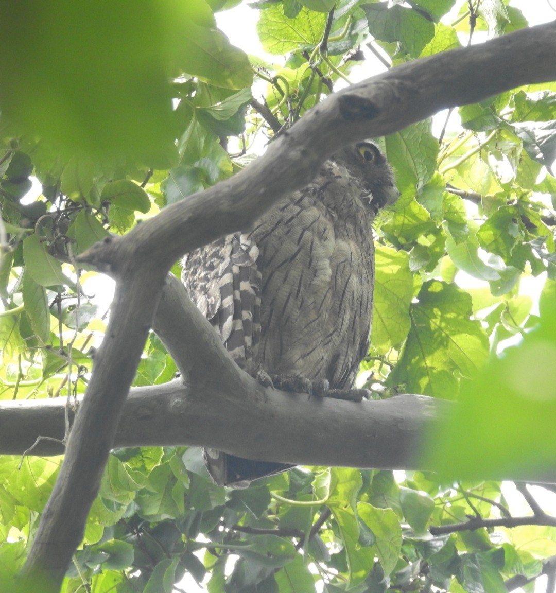 Brown Fish-Owl - ML634922419