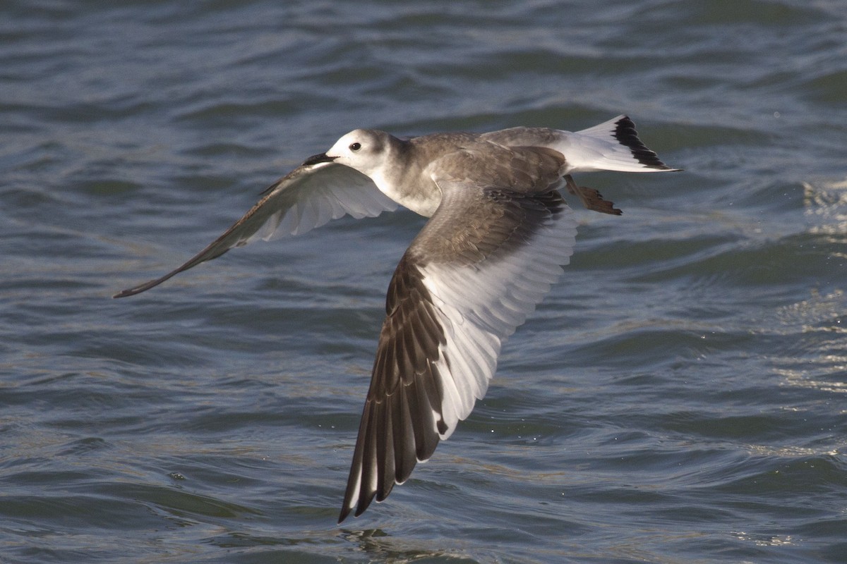 Sabine's Gull - ML634922616