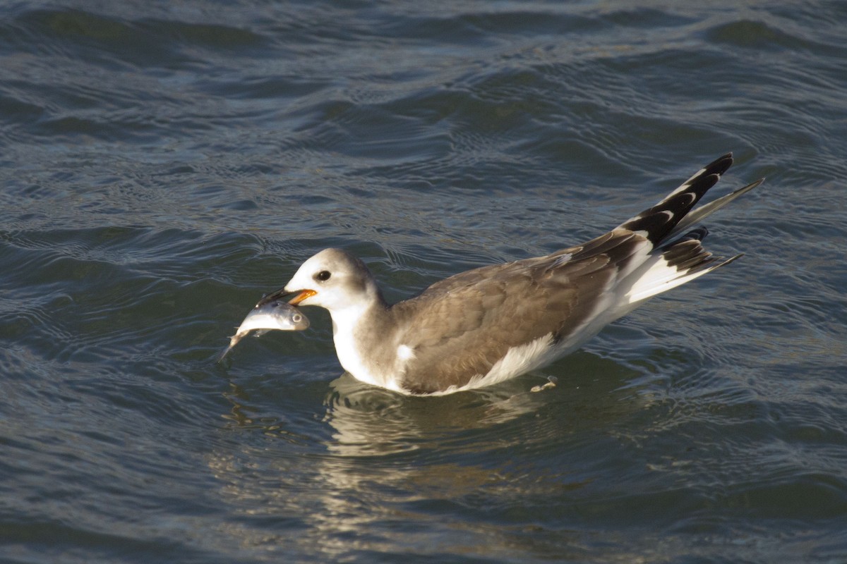Sabine's Gull - ML634922617