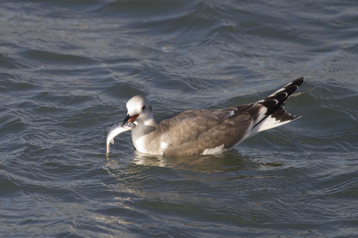 Sabine's Gull - ML634922618