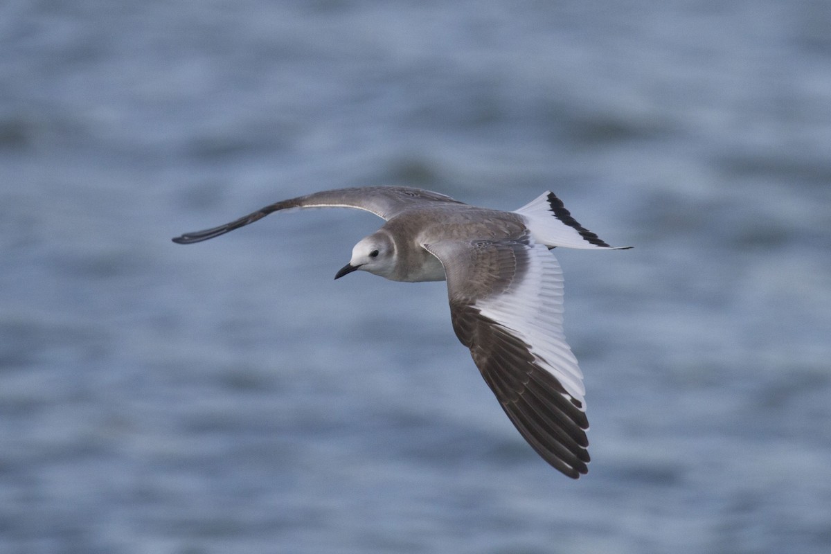 Sabine's Gull - ML634922619