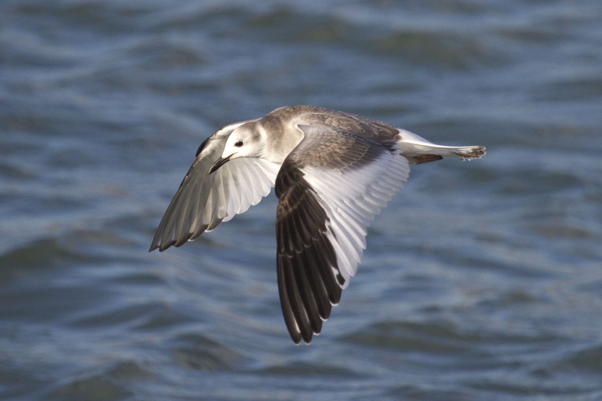 Sabine's Gull - ML634922620