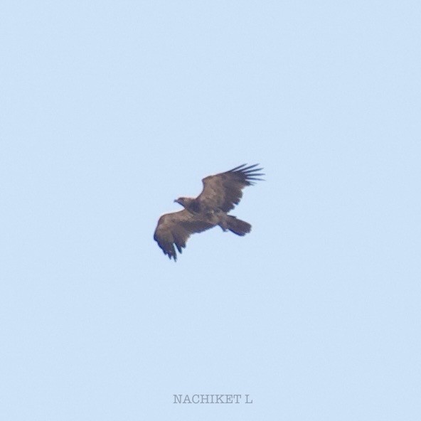 Tawny Eagle - ML634922642