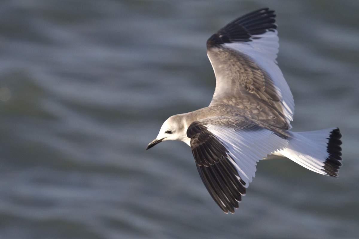 Sabine's Gull - ML634922678