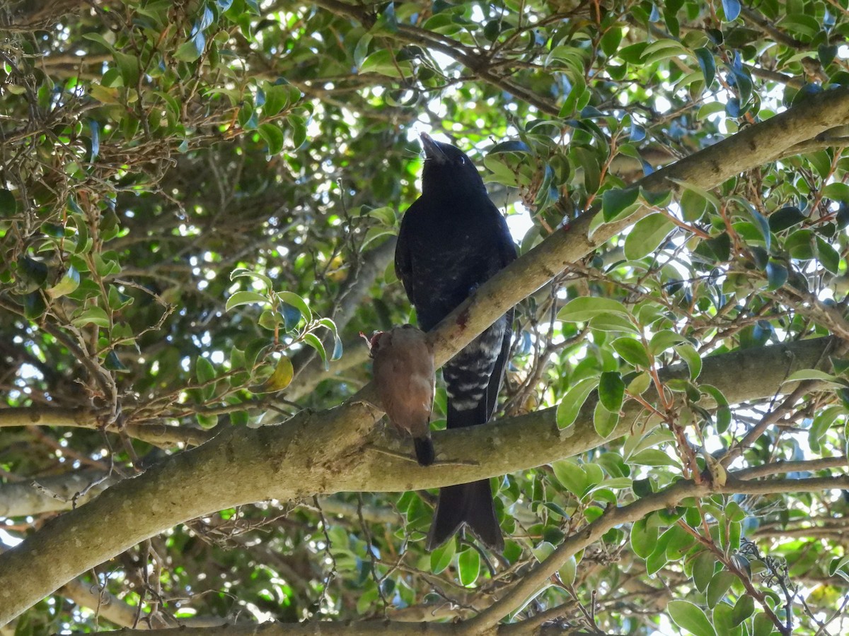 Fork-tailed Drongo (adsimilis Group) - ML634922690