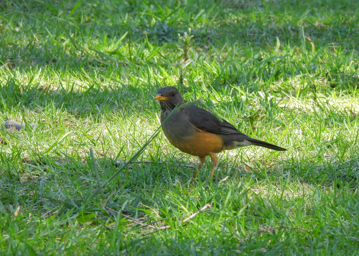Olive Thrush - ML634922699