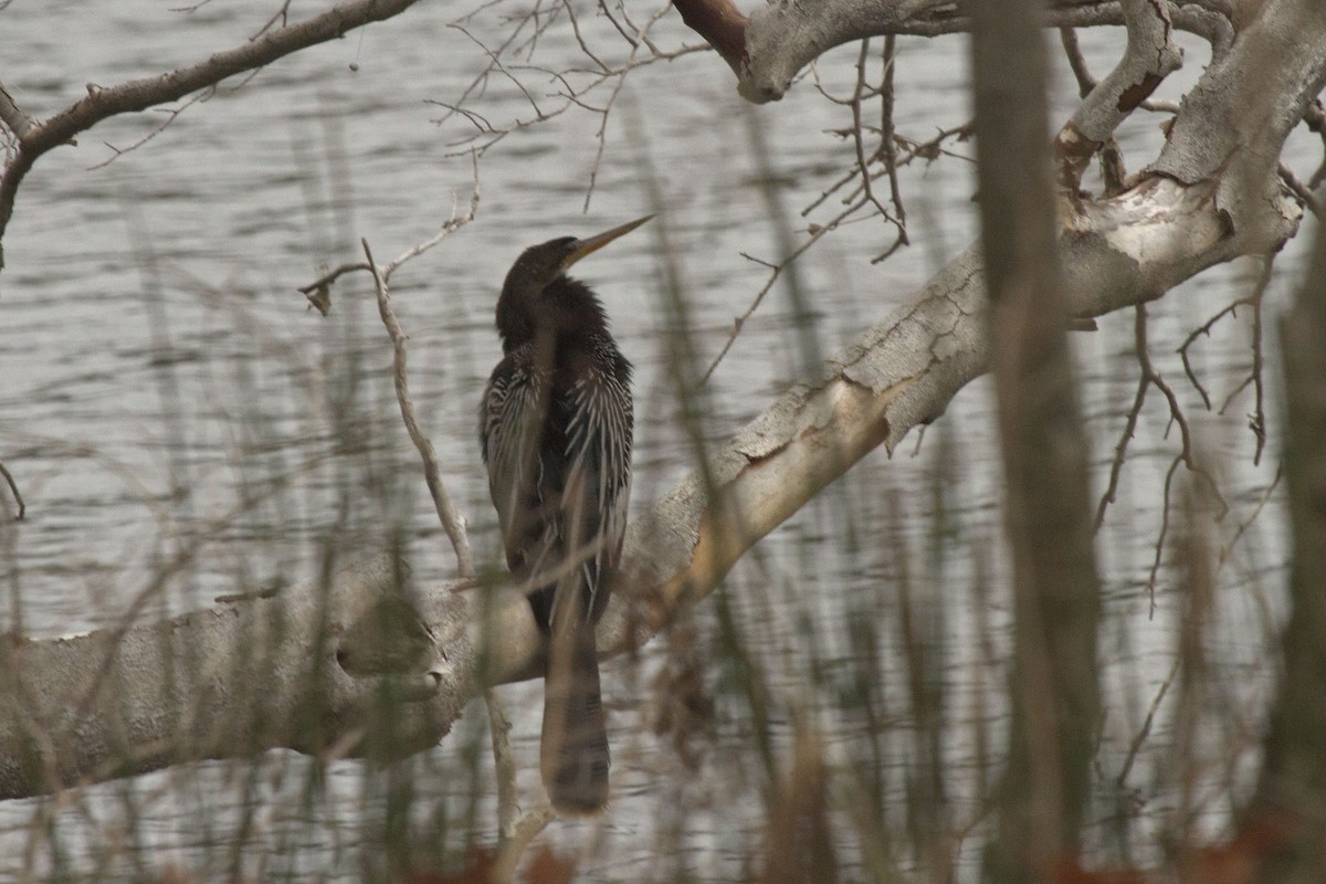 Anhinga - ML634922711