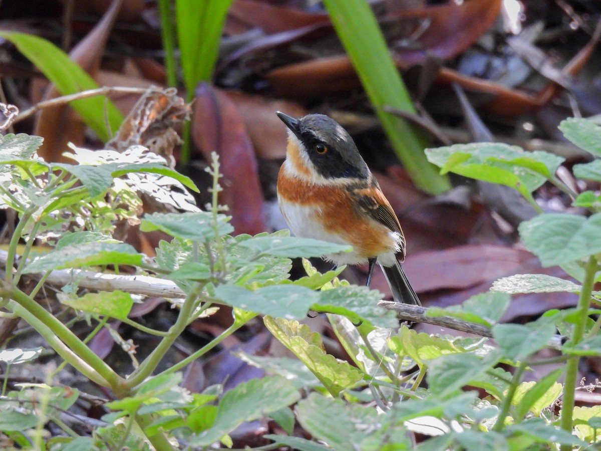 Cape Batis (Cape) - ML634922717