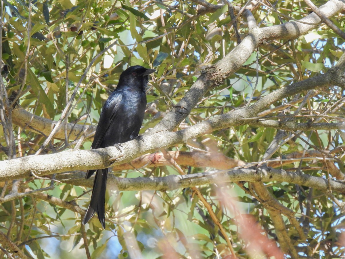 Fork-tailed Drongo (adsimilis Group) - ML634922729