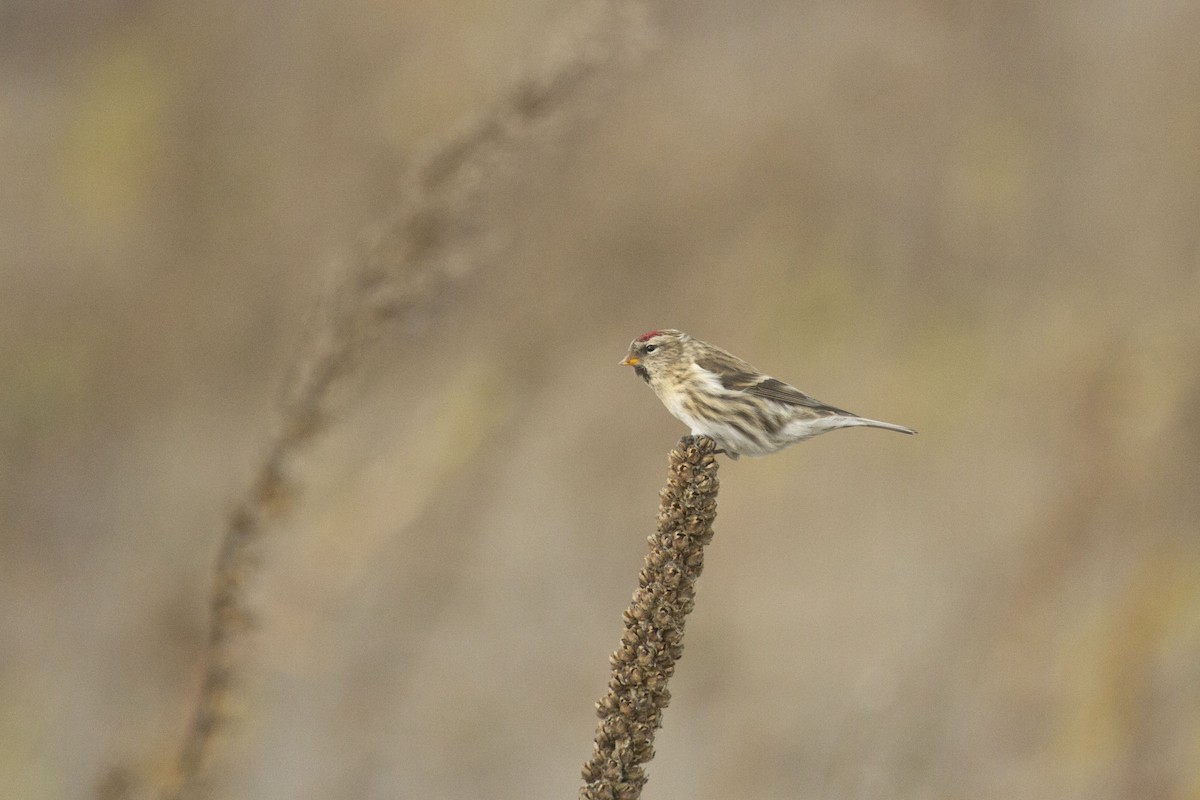 Redpoll (flammea) - ML634922785