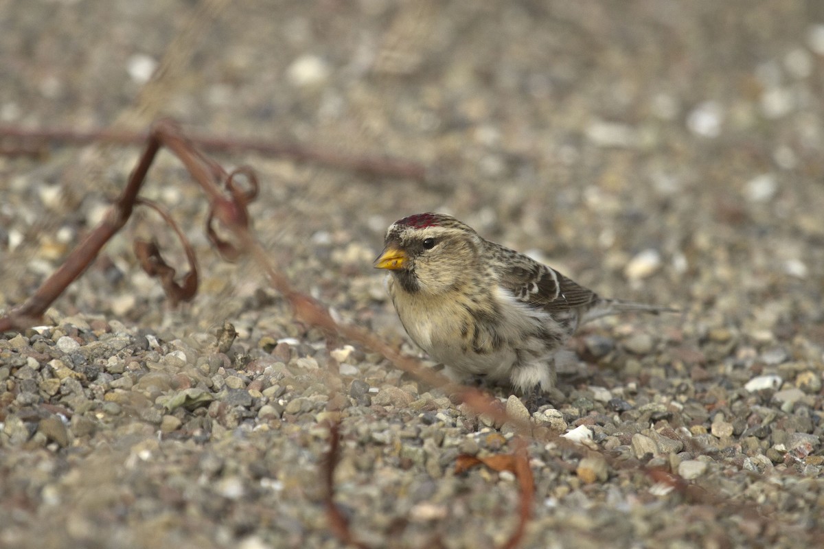 Redpoll (flammea) - ML634922786